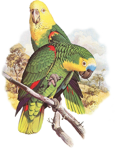 őszi állatok_127.png